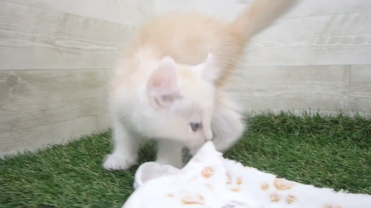 Coo&RIKU　No00632728 アメリカンカール