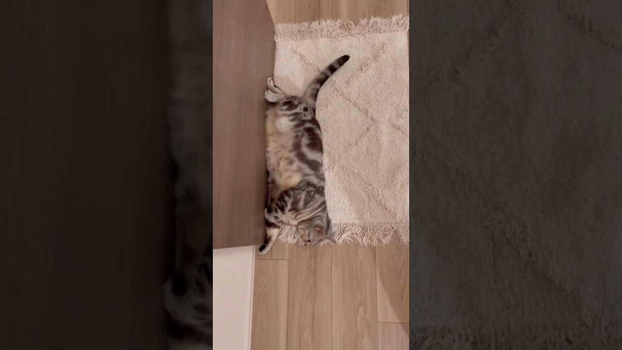 壁に立ってるみたい😆　#shorts #猫  #アメショー  #アメリカンショートヘア  #可愛い #cat  #cats #貓 #고양이 #बिल्ली #kucing