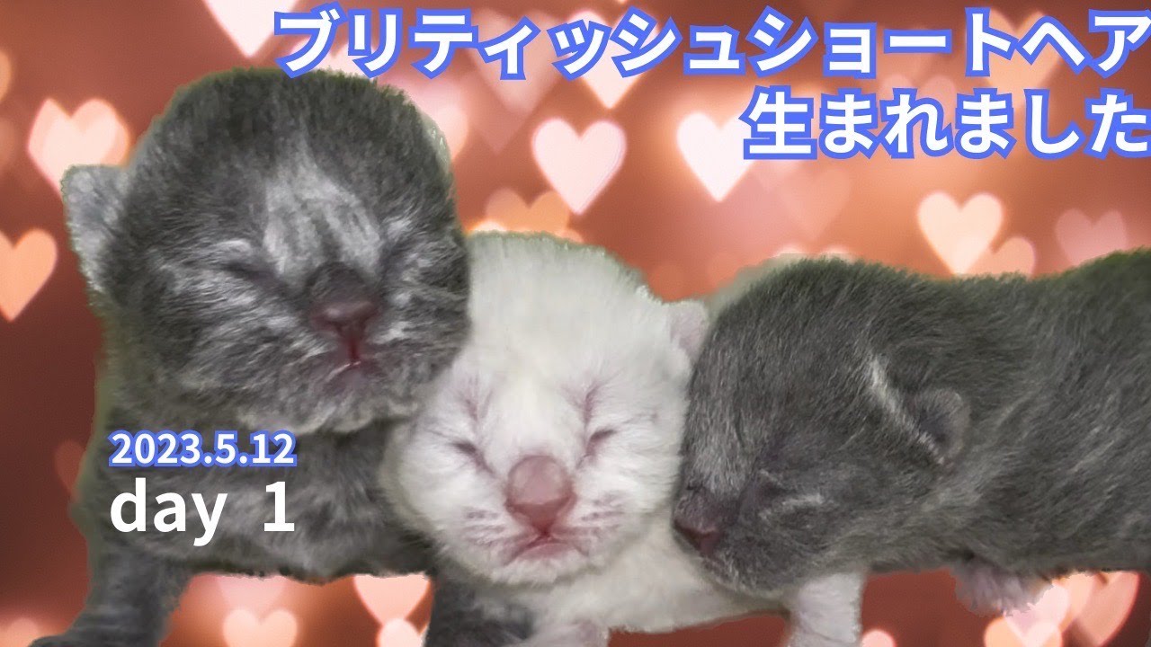 【白い猫と黒い猫？？？】ブリティッシュショートヘア子猫　生まれました