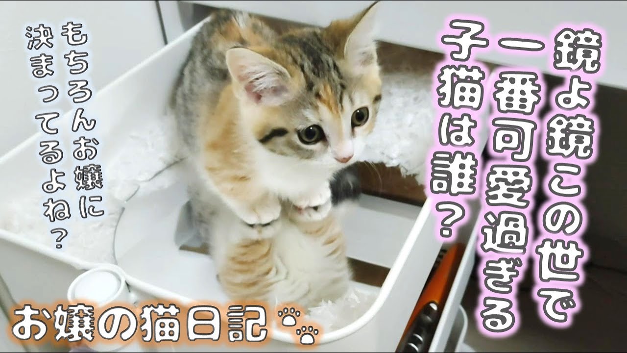 鏡よ鏡この世で一番可愛過ぎる子猫は誰？【お嬢の猫日記 / OJO- CAT DAILY】