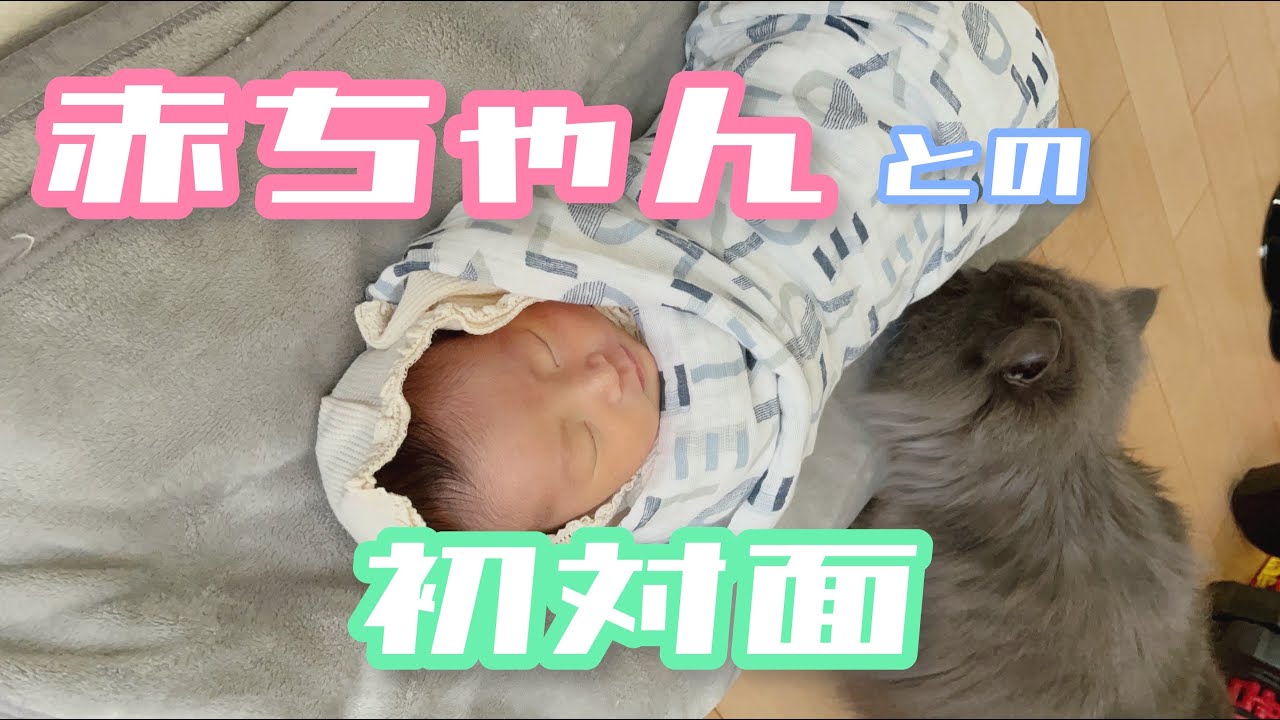 ラガマフィン一家にニューフェイス【赤ちゃんとの初対面　反応はいかに！？】