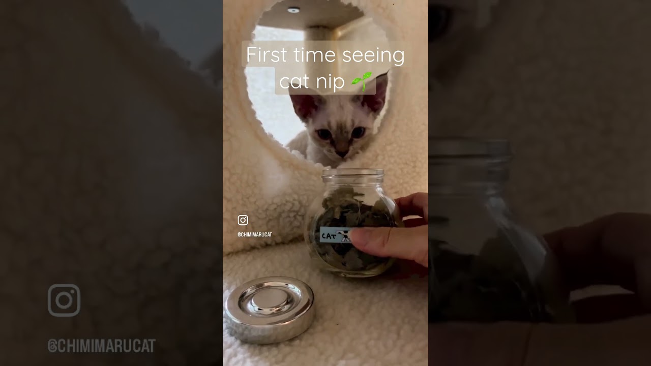 #catnip #kitten #デボンレックス #子猫 #cat