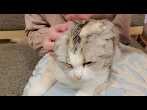 耳掃除大好き猫がこちら【スコティッシュフォールド】