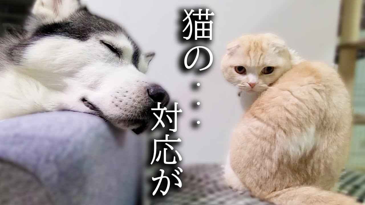 怖い夢をみて寝言で走ってる犬を見た猫の対応にびっくりしました...