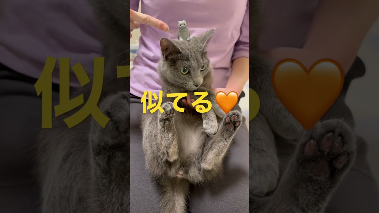 可愛いソックリさんを頭に乗せた猫（ロシアンブルー）#shorts