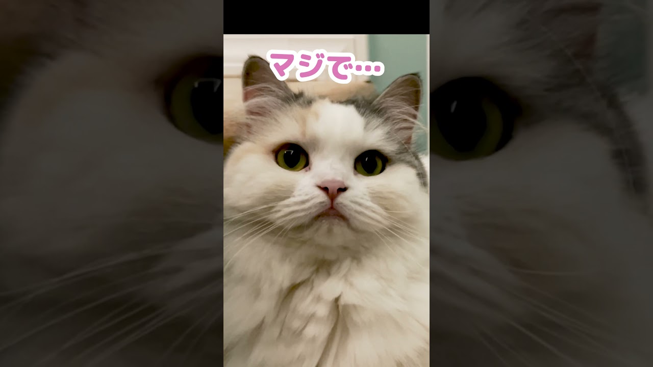 ご主人なんか変なもん食うたんちゃうか…#Shorts