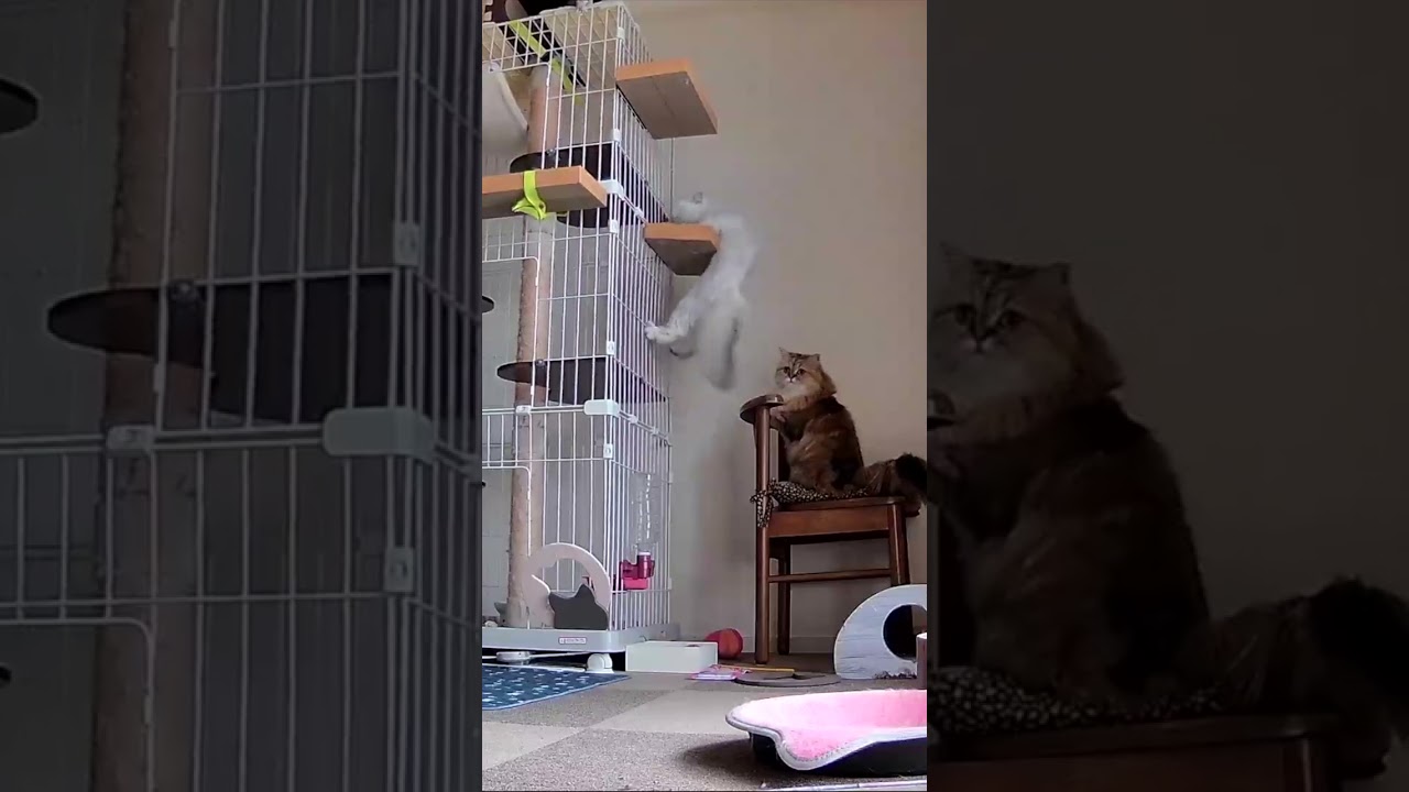 ひめちゃん大ピンチもう落ちそう💦【ペルシャ猫】#shorts