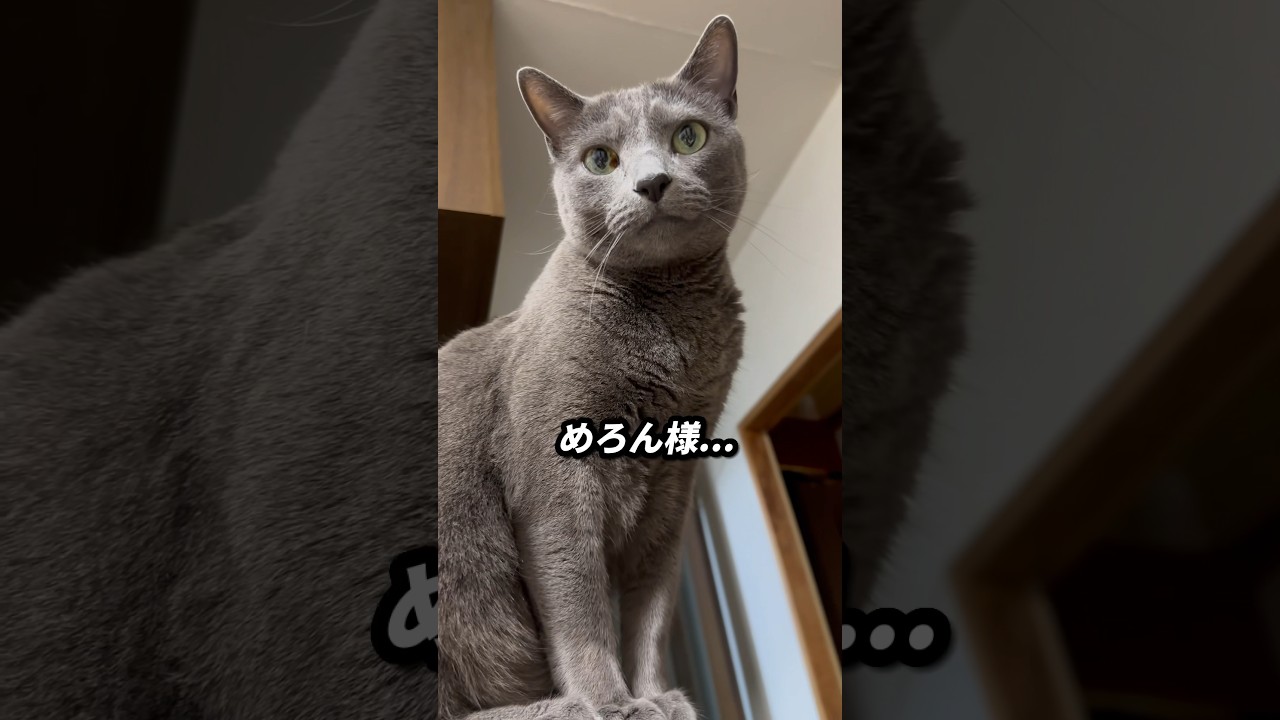 【ロシアンブルー】めろん、寝るよー😴【猫】#shorts