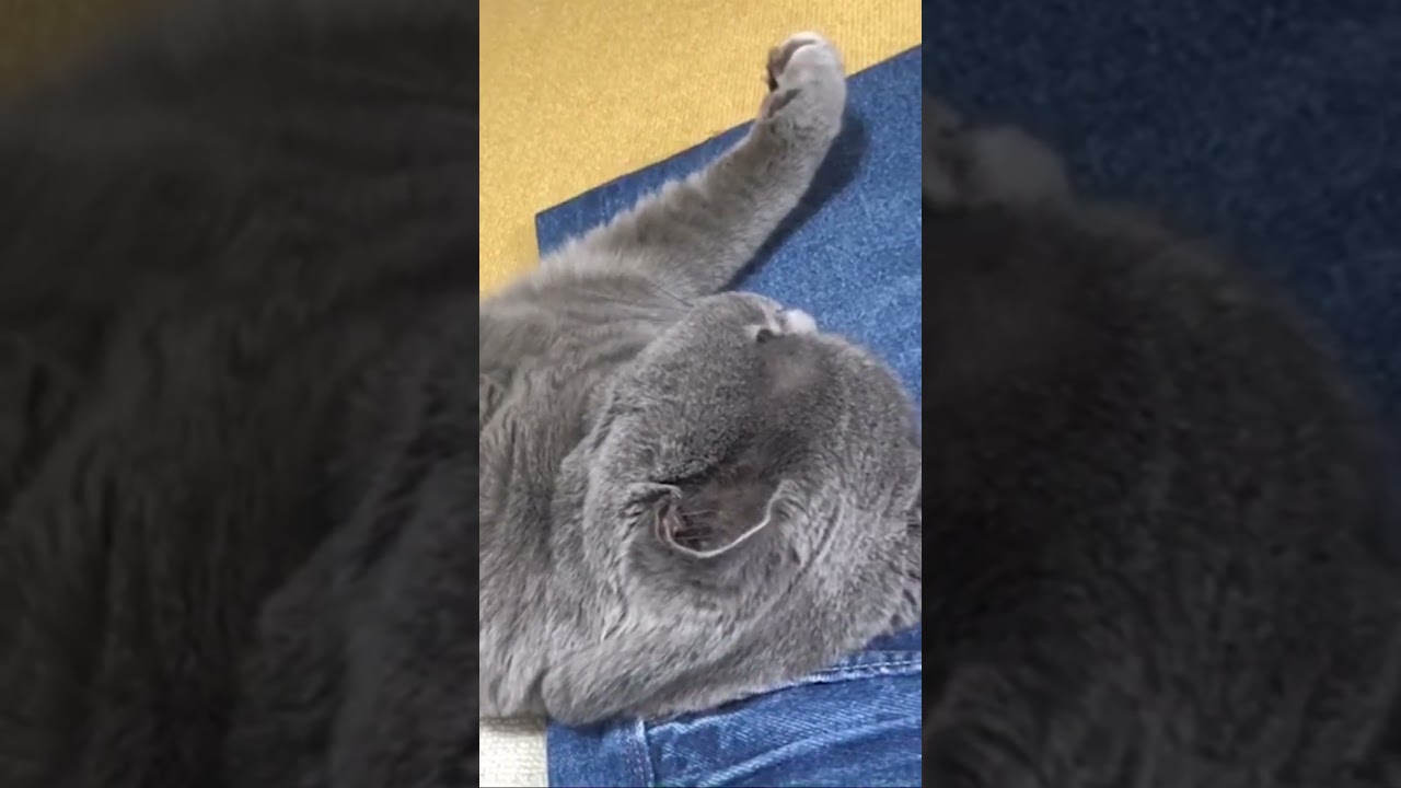 【猫】我が家のアイドルが寝てます #猫 #ブリティッシュショートヘア #cat