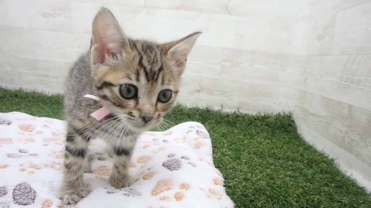 Coo&RIKU　No00632777 ベンガル