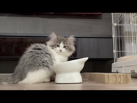 【前編】お迎えした子猫のモーニングルーティン-morning routine-【ノルウェージャンフォレストキャット】