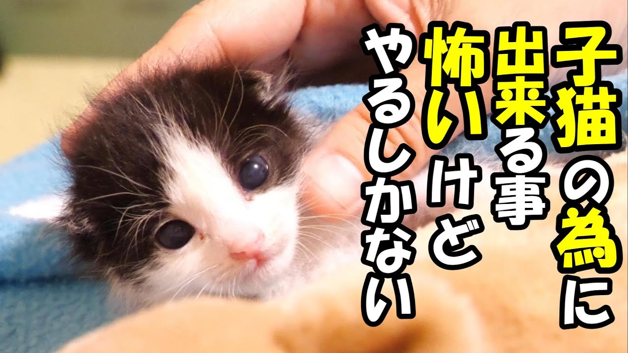 【閲覧注意　生きる為にカテーテルで強制給餌、鳴き叫ぶ子猫】病院で決断することに。子猫の為に出来る事【赤ちゃん猫　保護猫】
