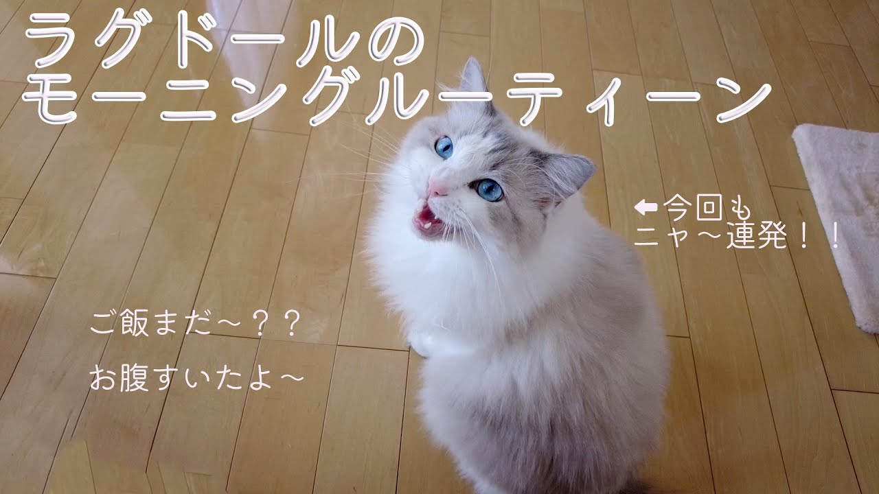 ラグドールのモーニングルーティーン