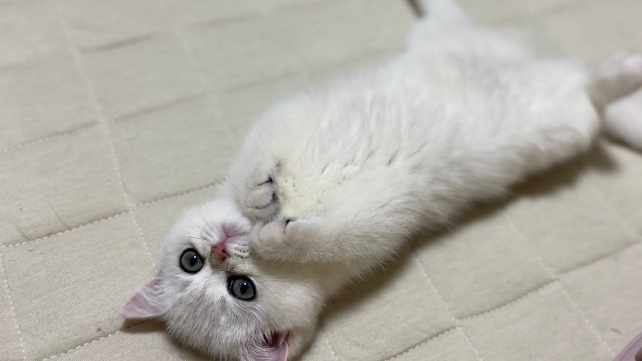 【初日】はじめまして　私はブリティッシュショートヘアのりん！　生後68日目の子猫を迎えました。