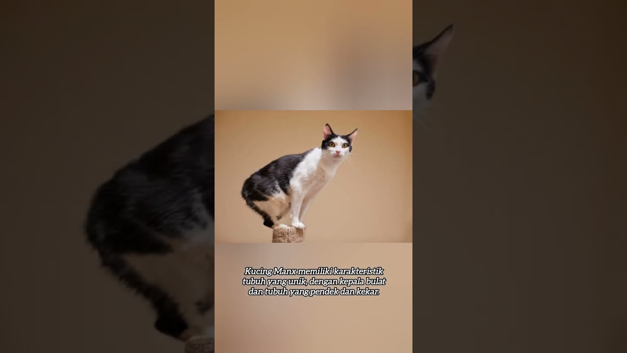 kucing manx part 1#shorts#kucing