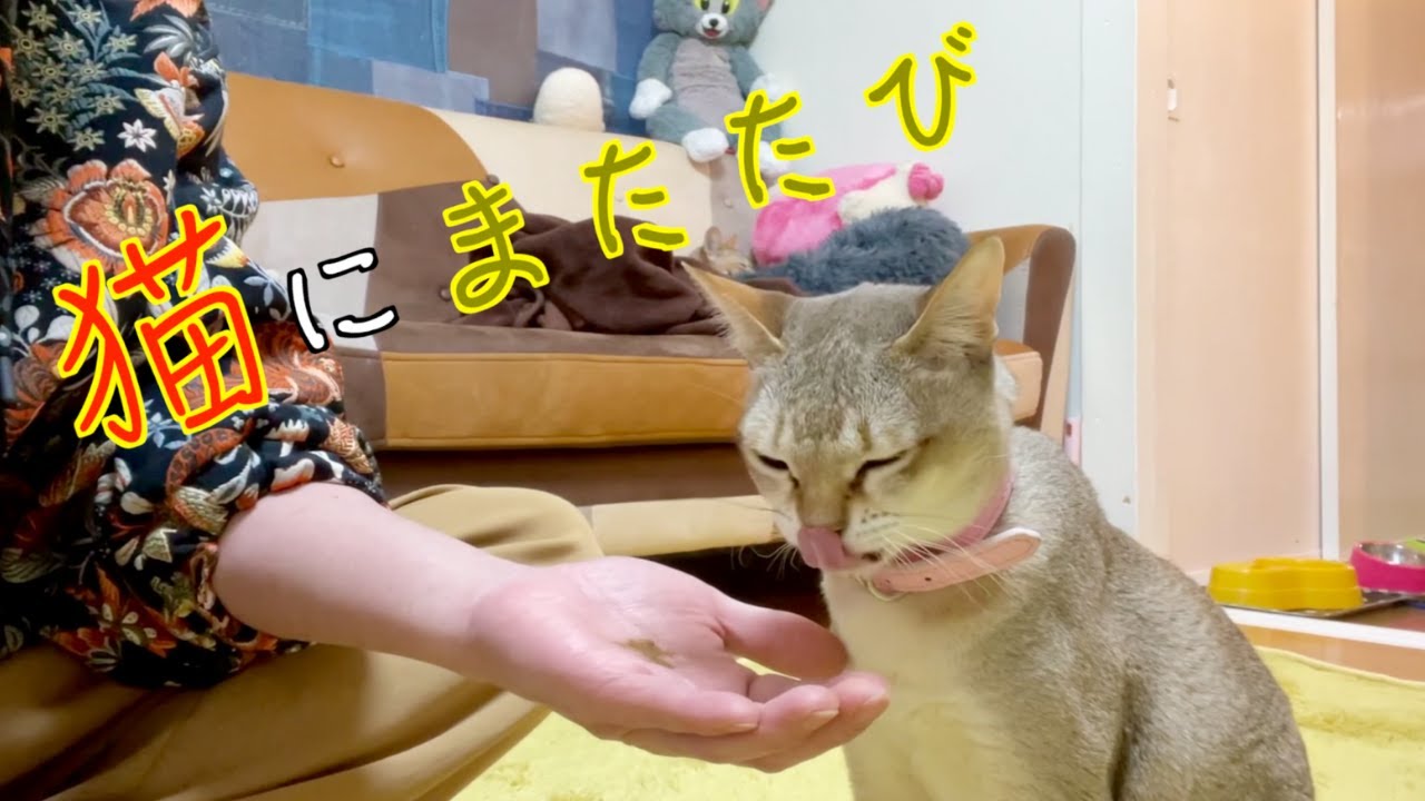 【シンガプーラ】雨の日はまたたびでチルタイム♪