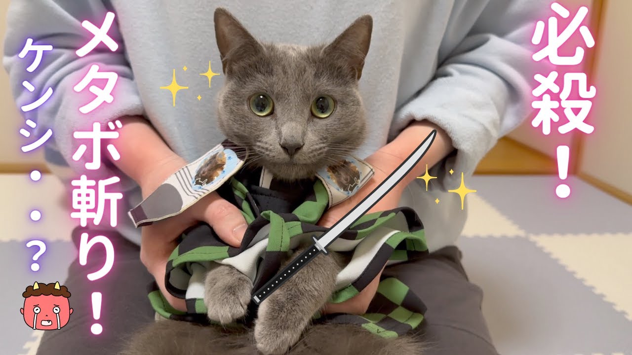 転生したら心優しい猫剣士だった件（ロシアンブルー）