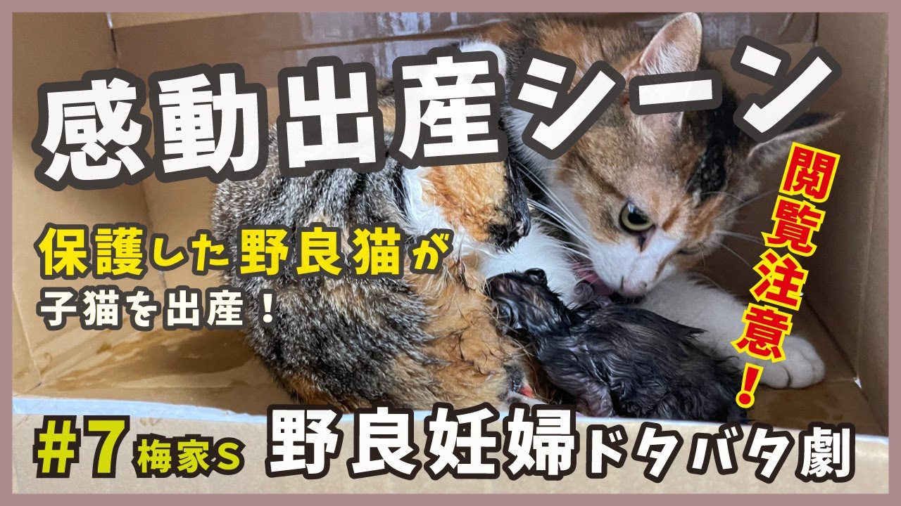 7 【閲覧注意】子猫が産まれる瞬間をそのままお届け！前編【梅家S・保護した野良猫の感動出産】/ stray cat gives birth