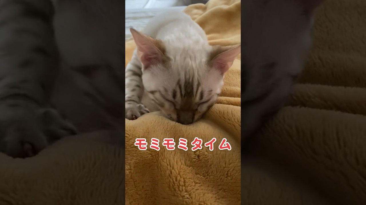 もみもみタイム！【子猫動画】ホワイトベンガル　生後4ヶ月半！　アイドル 　ベンガル猫　ネコ　ねこ　#cat #bengalcat #ベンガル #ベンガル猫 #ベンガル子猫 #子猫 #bengal #猫