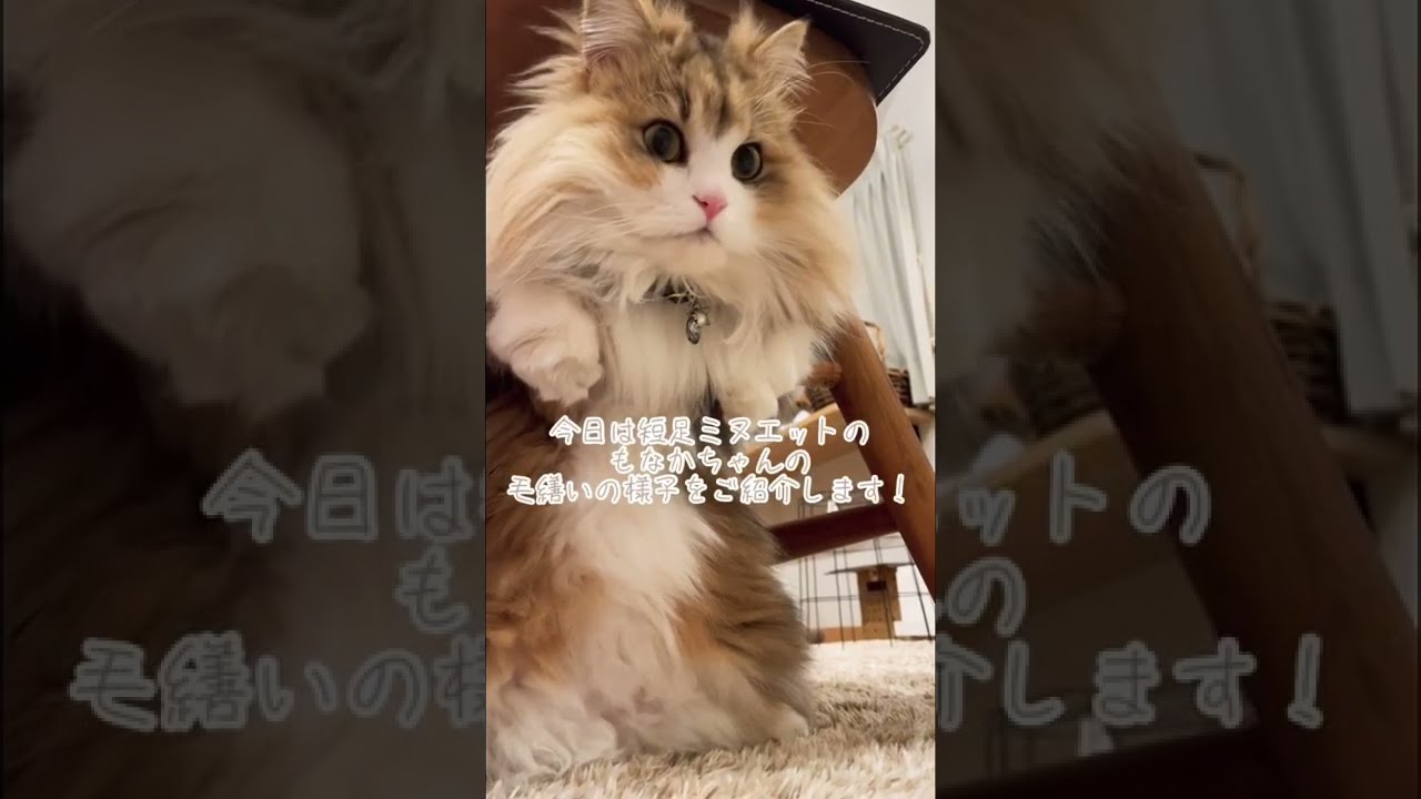 物件紹介風に猫ちゃんの毛繕いの様子を撮ってみた！