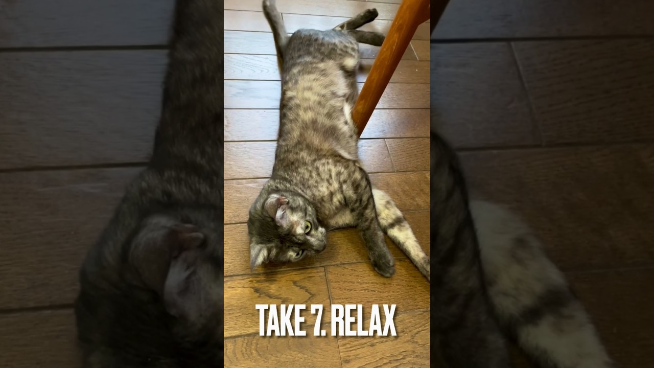 猫もリラックスは大事にゃ#ぐでぐでの猫 #エジプシャンマウ #リラックス #shorts