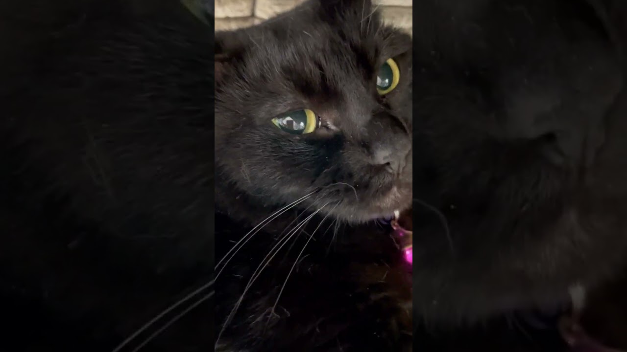 ハンモックからぜったい降りたくない黒猫🐈‍⬛（猫レース5/17）