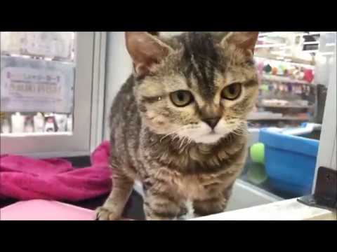 ペットプラザ川崎小向店　セルカークレックス