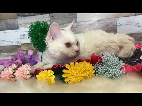 セルカークレックスの子猫 2022/2/16生 ホワイト  224番グリーン オス4