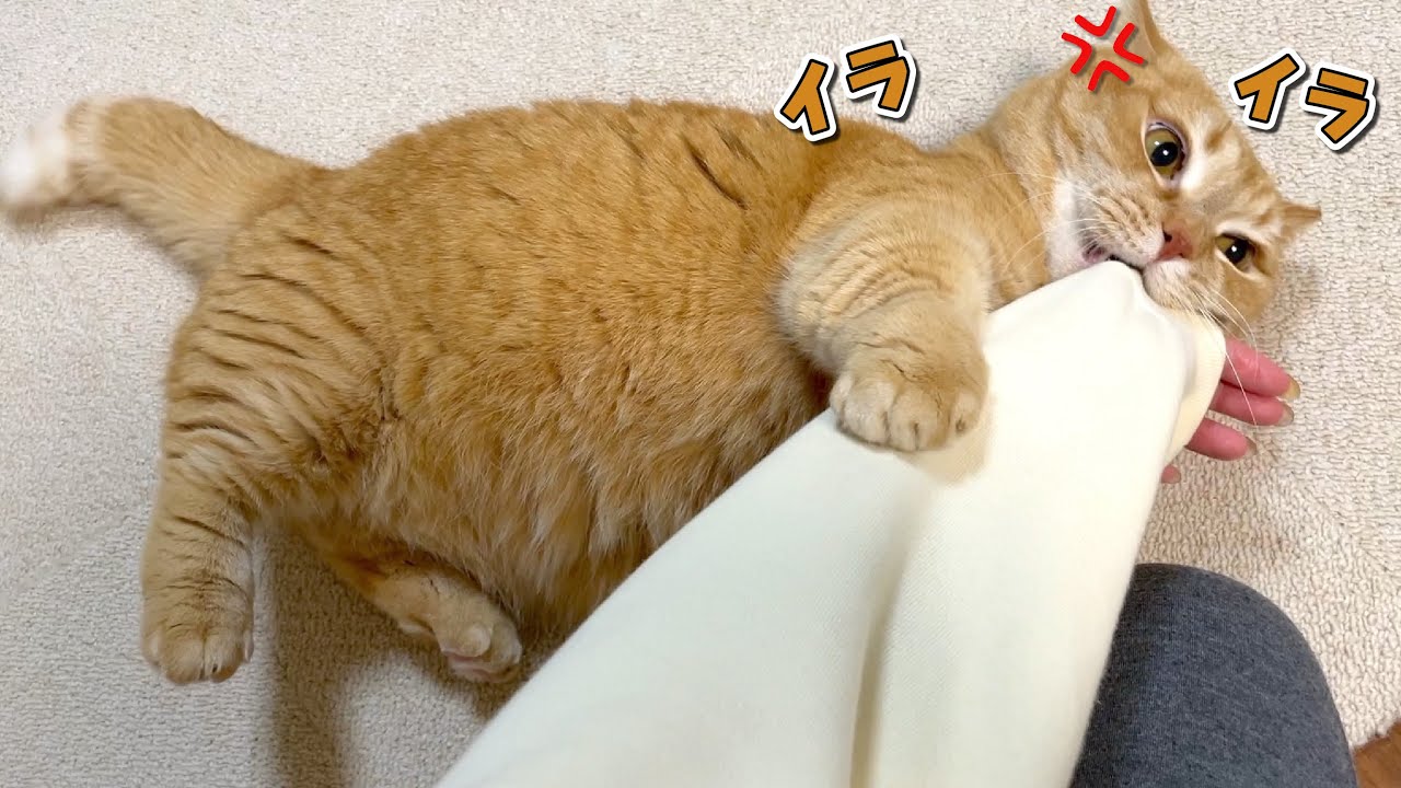 【おしりフリフリ】ママをストレス発散に使う猫が理不尽すぎたw