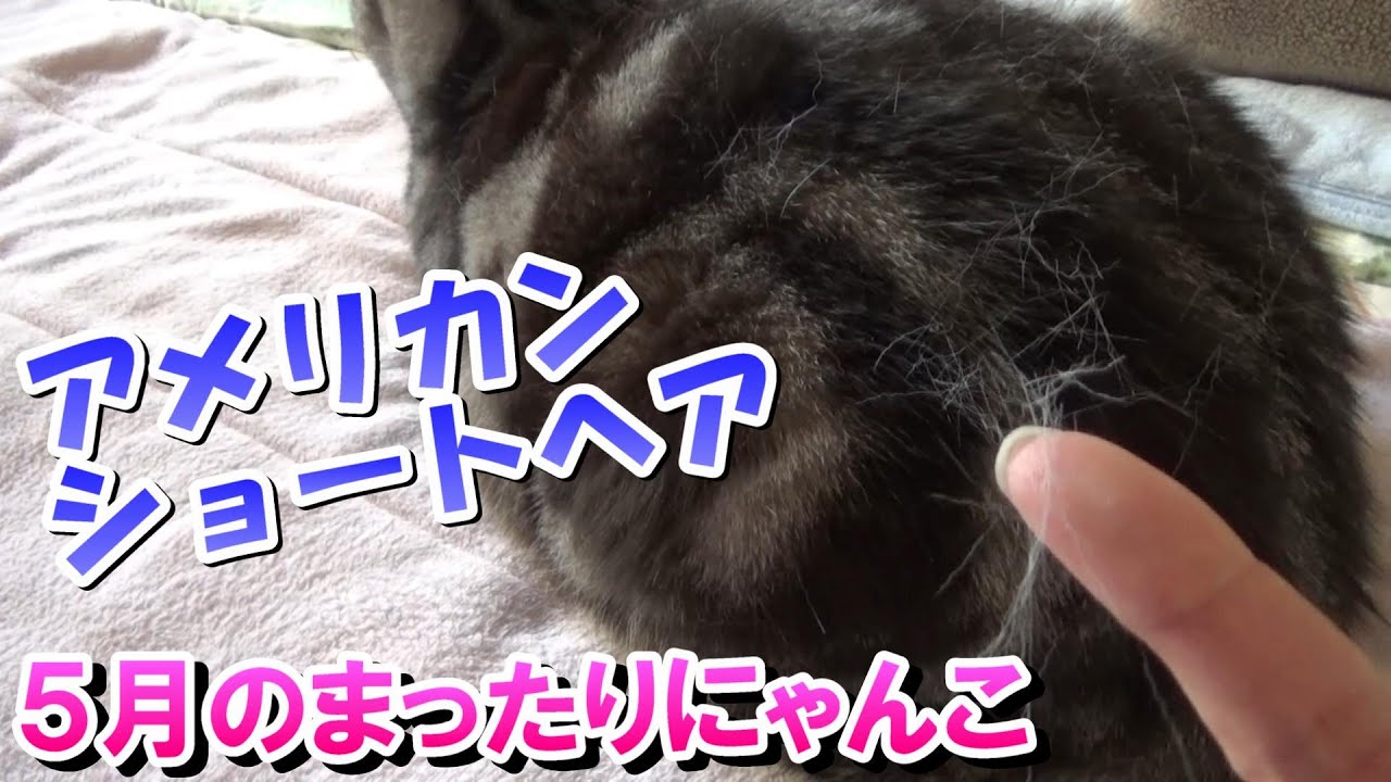 ５月のまったりにゃんこ生活（アメリカンショートヘア３歳）