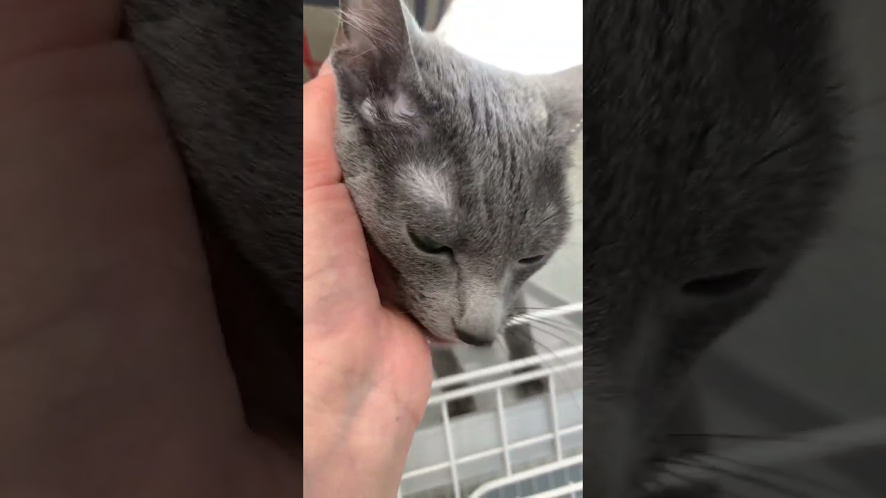 (  ´｀)ﾉ(  ̇꒳​ ̇﻿   ) #猫 #ロシアンブルー #ピロ #猫好きさんと繋がりたい #ねこ動画 #ねこかわいい #ねこ部 #猫のいる暮らし #ペットモデル大募集 #shorts