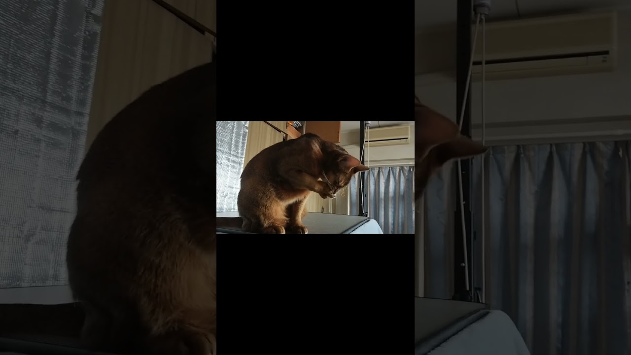 ネコ動画あび＃1365　#shorts　あびの毎日　アビシニアン　あび