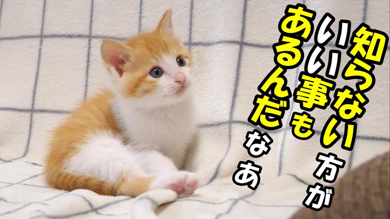 ふたりボッチの子猫が苦いお薬を飲む羽目になる。【赤ちゃん猫　保護猫】