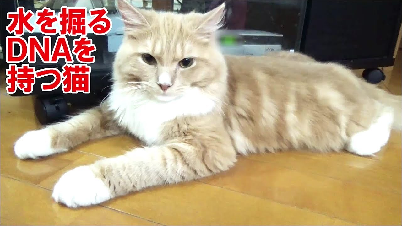 生まれつき水を掘る癖を持つラガマフィン