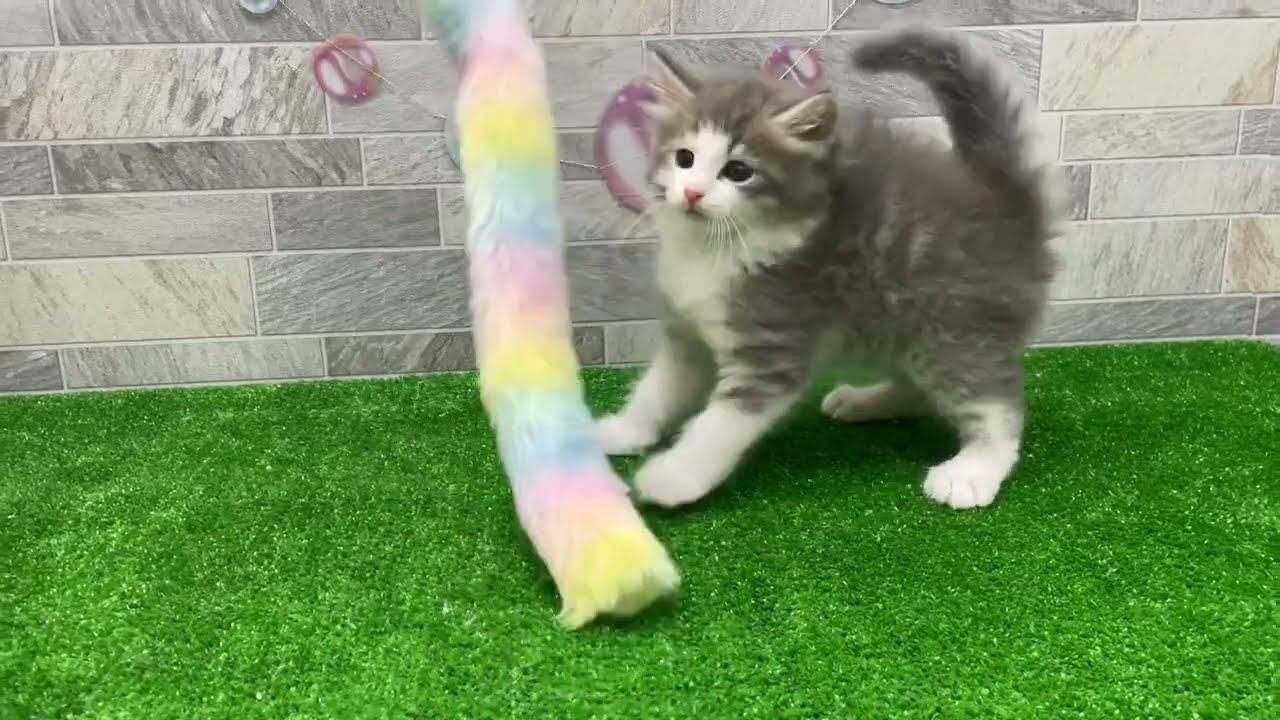 多治見店　ノルウェージャンフォレストキャット　2302934