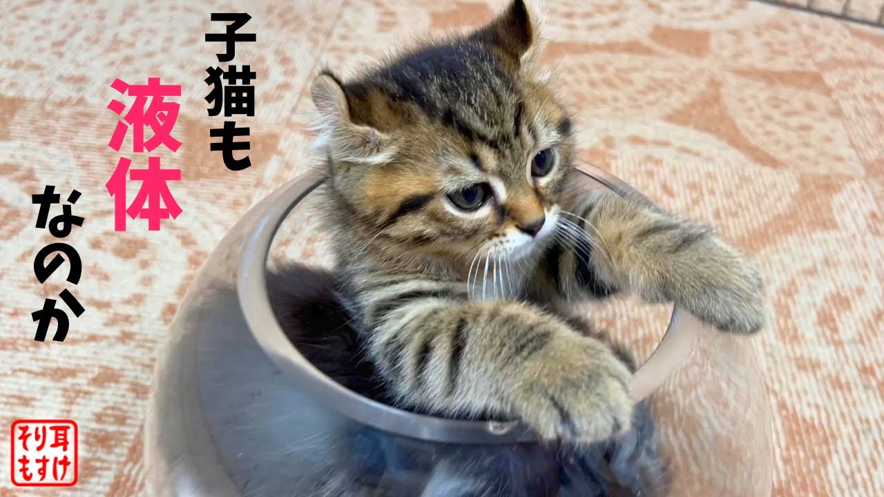 子猫も液体なのか検証してみたらまさかのこうなりましたｗ【猫は液体】