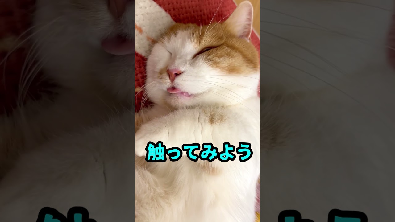 ねこのペロを触ってみたら【短足マンチカン】#686
