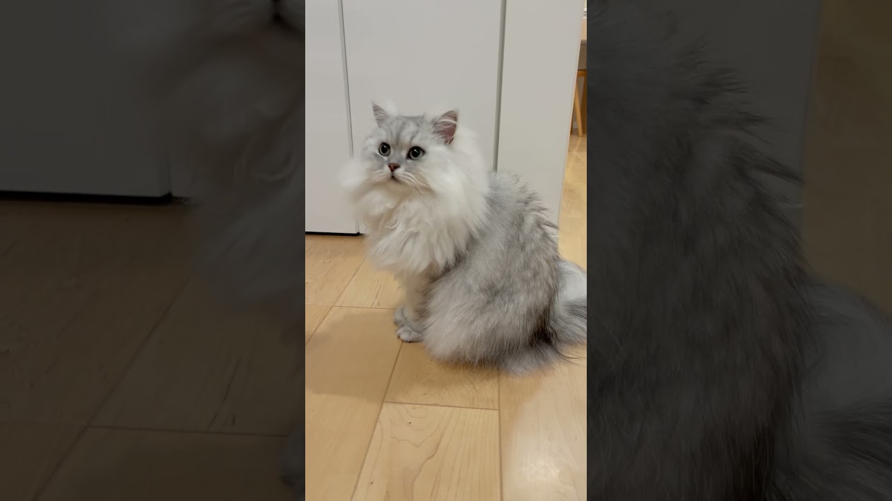 あくびをする時に声が出る猫 【サイベリアン】 #Shorts