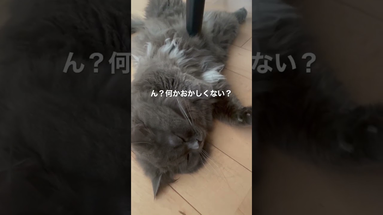 このラガマフィンの寝方がおかしすぎる #猫のいる暮らし #ラガマフィン #猫動画
