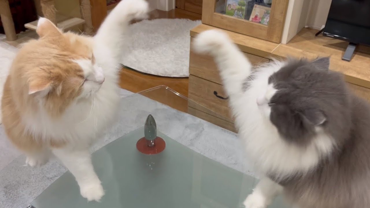 【バトル‼︎】ノルウェージャンフォレストキャットの力強いパンチwwx