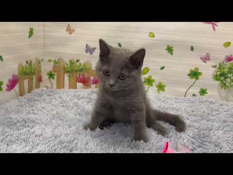 Coo&RIKU　No.621909　ブリティッシュショートヘアー