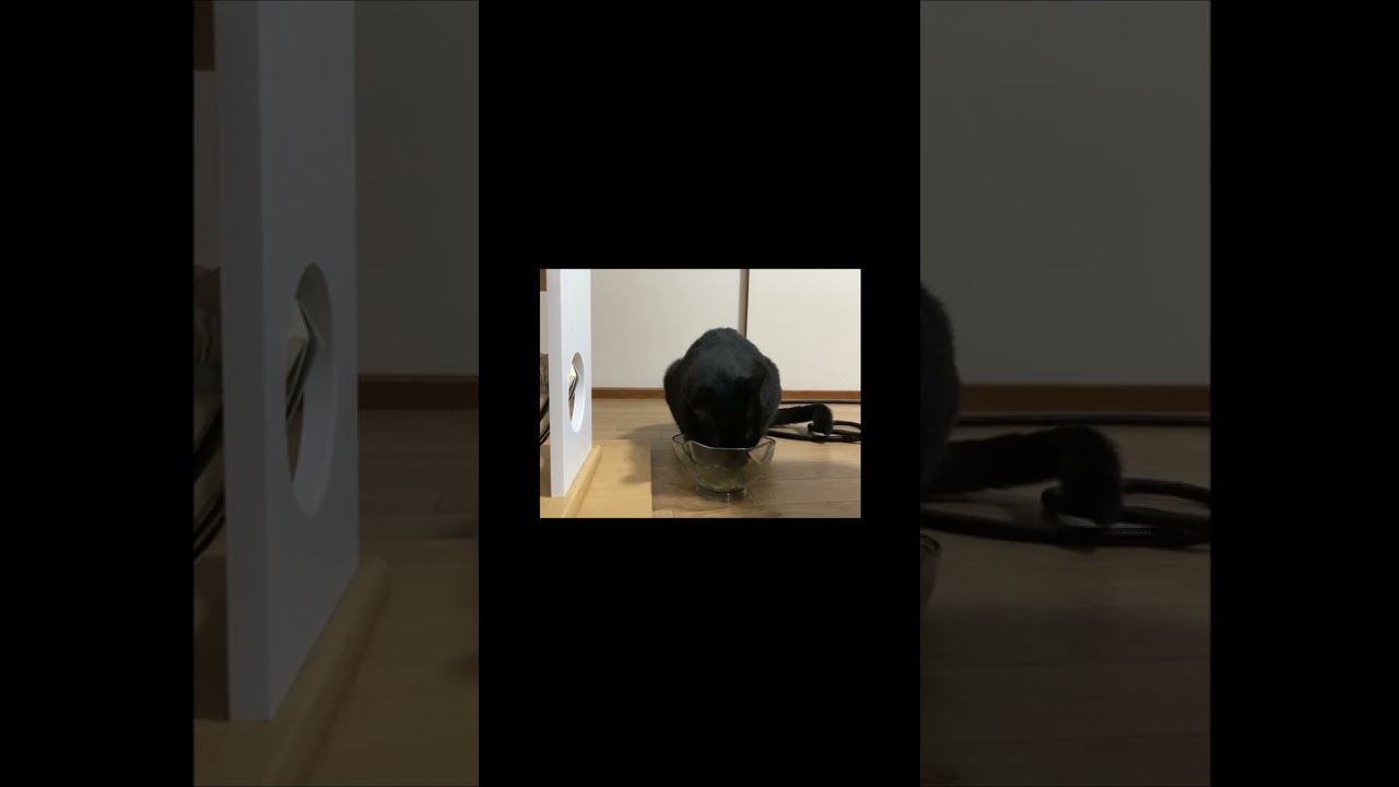 【黒猫】ちょっとだけ食べて残りは後で食べるスタイル#shorts