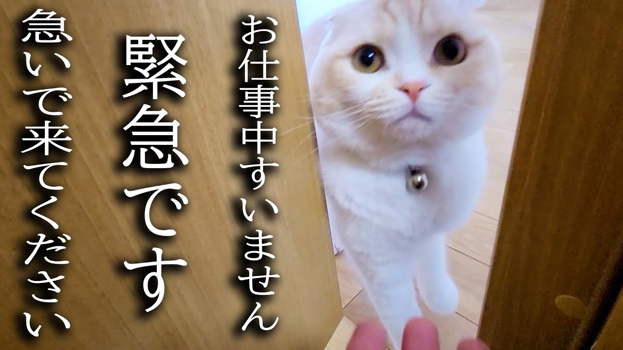 大変なものを見つけて知らせに来た子猫について行ってみた結果...