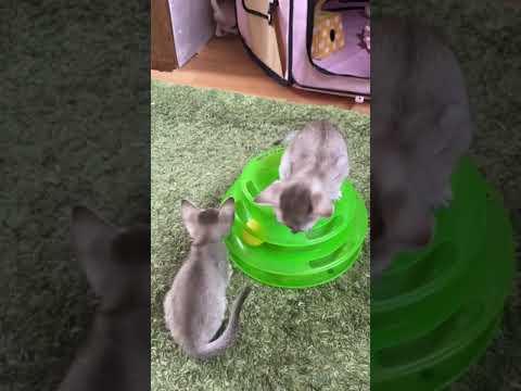 シンガプーラ 小柄で人懐っこい可愛い子 セピアアグーティ