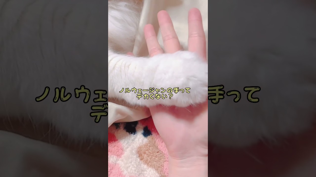 ノルウェージャンでかくない？ #猫 #ノルウェージャンフォレストキャット #cat #shorts