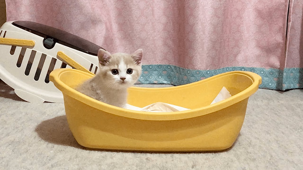 生後二ヶ月の子猫が初めて家にやってきた時の様子！The reaction when the baby kitten came to the my house