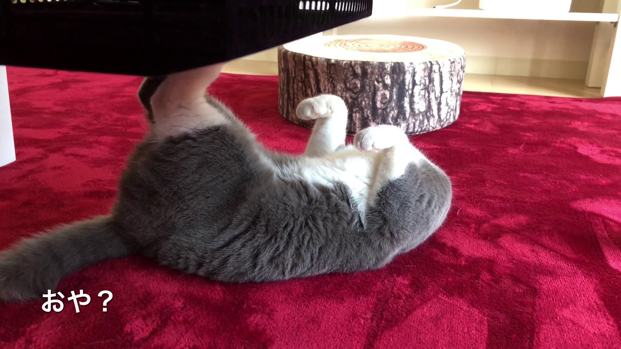 2018/06/04　セルカークレックスの梅子vol.311