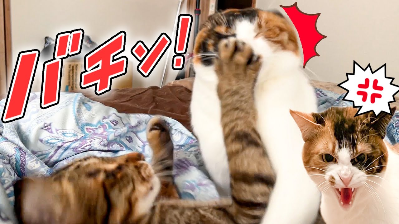 顔面にヤバすぎる猫パンチをくらってブチギレる猫。兄猫にウザ絡みし続けた妹の末路がこちら…