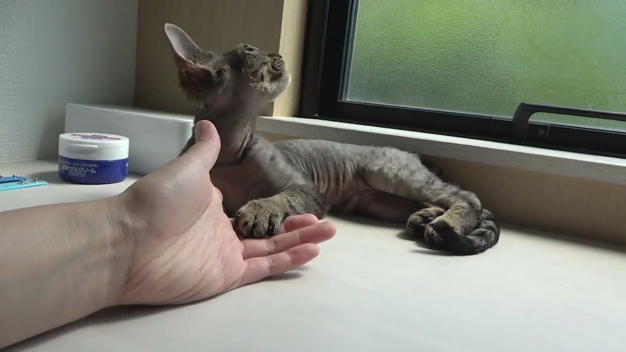 甘えんぼのデボンレックス子猫の日常(Daily life of Devon Rex kitten)f