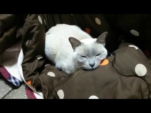 ネコ（トンキニーズ）　眠くて動けませ～ん